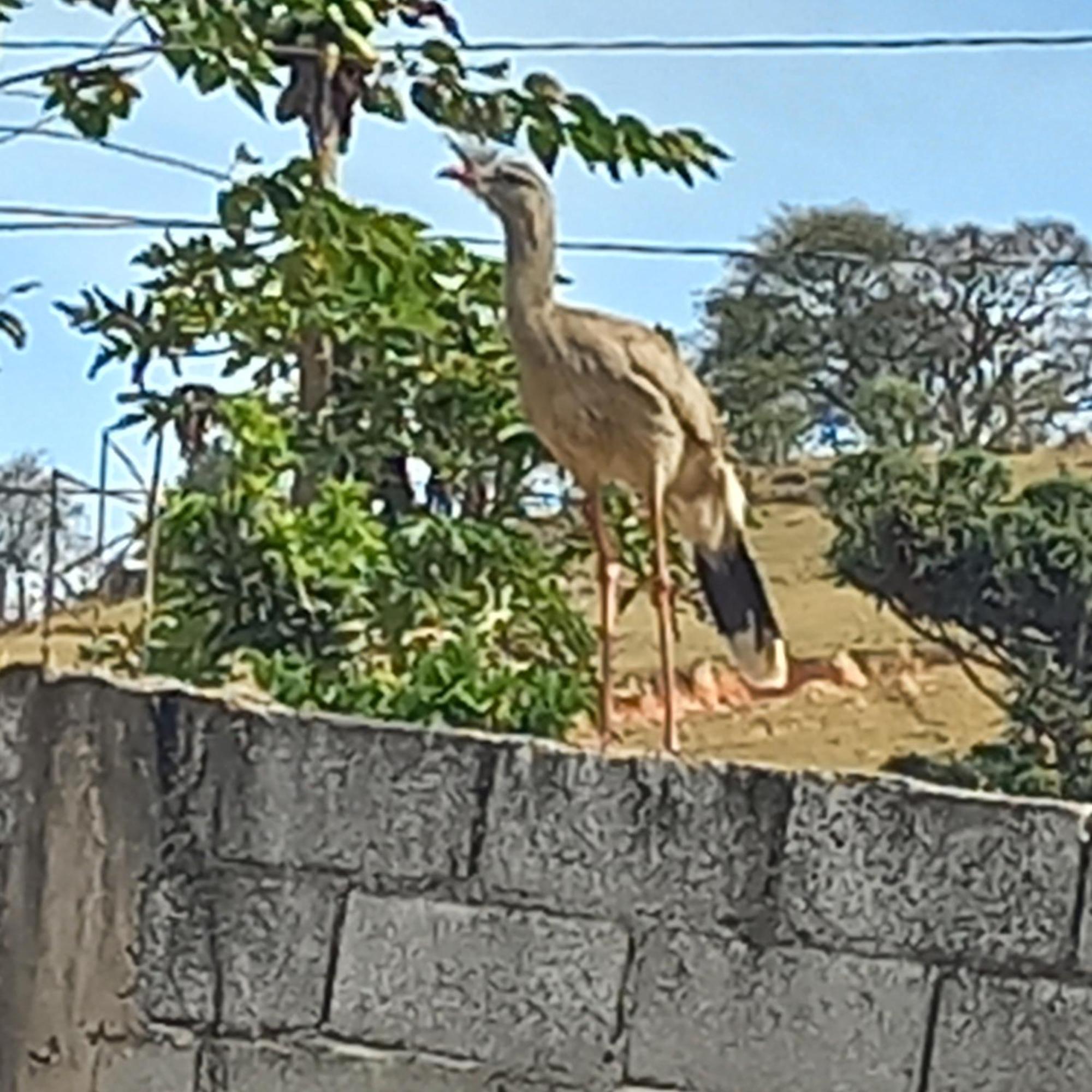 Chacara Cantinho Dos Sonhos *